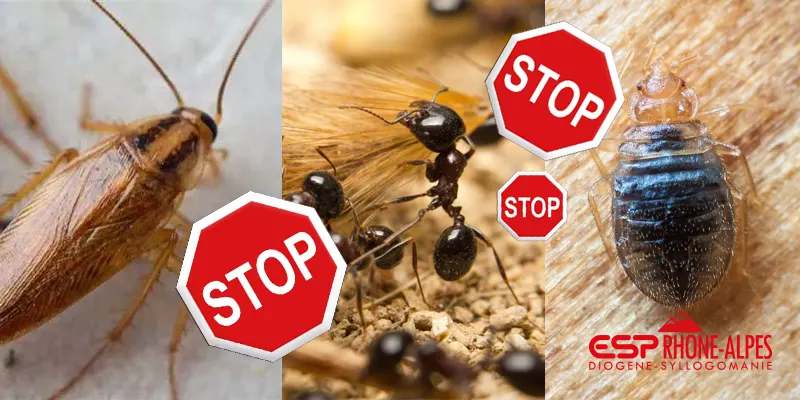 Dîtes stop aux fourmis, punaises de lit ou blattes